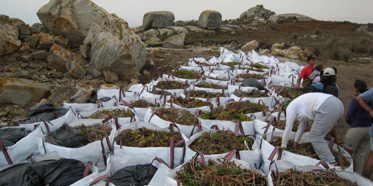 Eliminados 5.000 kg de herba do coitelo en Sálvora