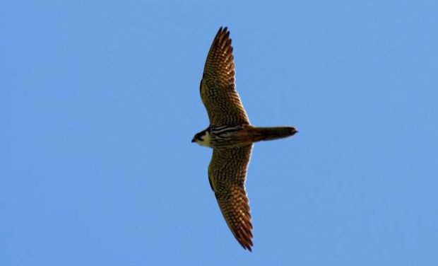Verdegaia-Pontevedra participa no Censo de Aves Rapaces