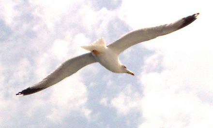 Verdegaia solicita información sobre capturas de gaivotas no porto de Vigo