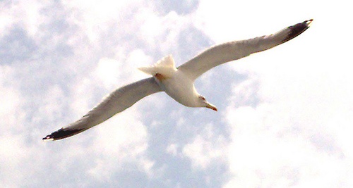 Verdegaia solicita información sobre capturas de gaivotas no porto de Vigo