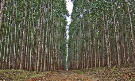 Carta aberta á FAO sobre a definición de bosque