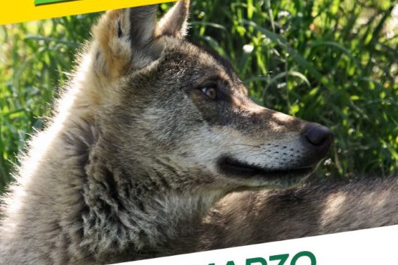 Lobo vivo – Lobo Protexido. Manifestación polo fin da matanza de lobos ibéricos