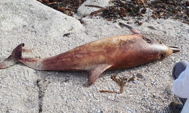 Solicitamos medidas urxentes para a protección dos golfiños no Golfo de Biscaia.