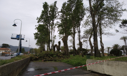 O Concello de Vigo comezou este luns a polémica talla de 85 árbores nas rúas e paseos de Vigo.