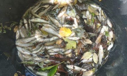 Mortalidade de peixes no río dos Muíños (Barbadás)