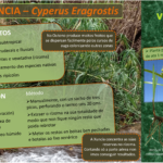 Xaneiro: eliminación de Xuncia (Cyperus eragrostis) en Vilaboa