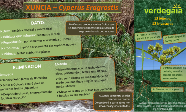 Xaneiro: eliminación de Xuncia (Cyperus eragrostis) en Vilaboa