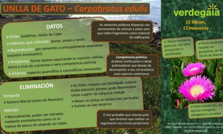12 meses, 12 invasoras: Febreiro: eliminación de Unlla de gato (Carpobrotus edulis) en Cabo Estai (Vigo)