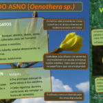 12 meses, 12 invasoras: maio é o mes da Herba do asno (Oenothera sp.)