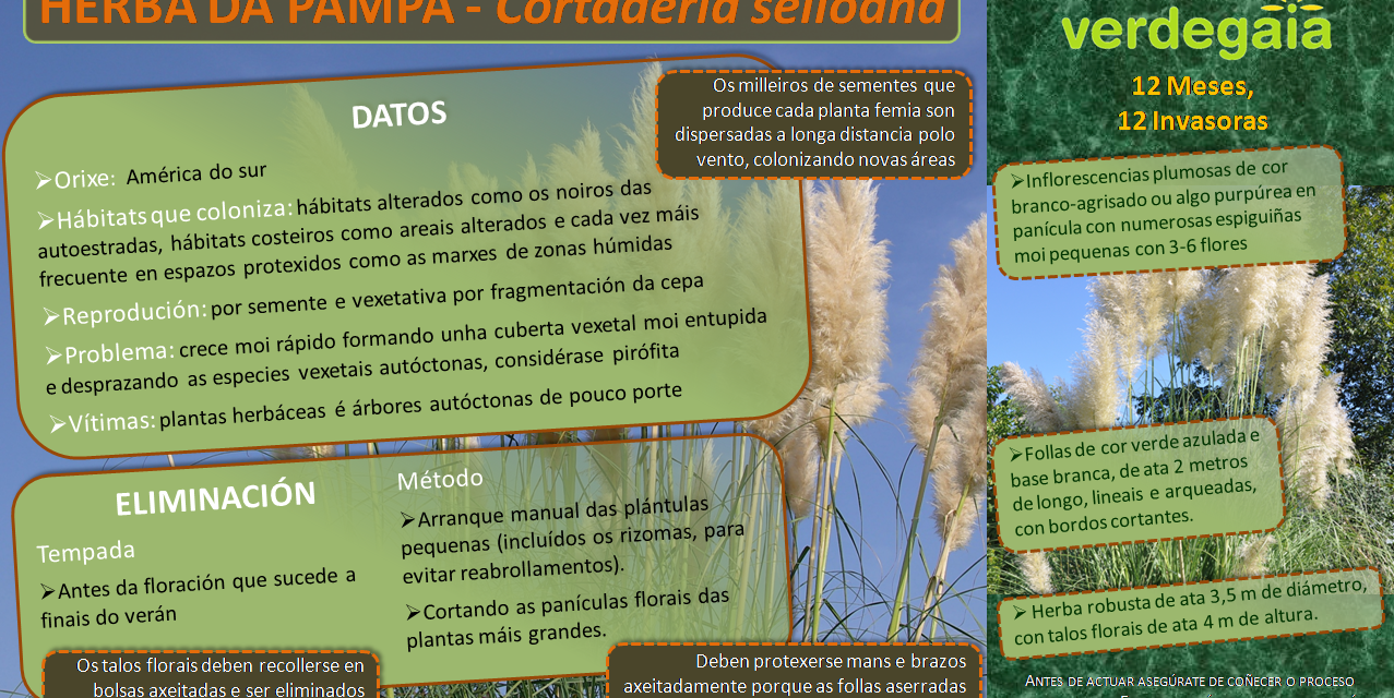 12 meses, 12 invasoras: xuño é o mes da Herba da Pampa (Cortaderia selloana)