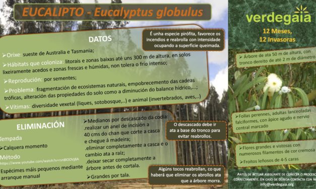 24 de setembro: tumbamos eucaliptos como parte das atividades “12 meses, 12 invasoras”
