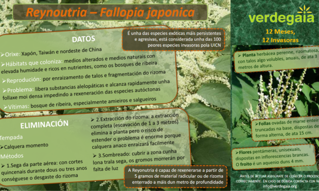 12 meses, 12 invasoras: decembro: Reynoutria (Fallopia japonica)